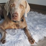 Les gâteries naturelles Alaskan Crunch Campfire pour chiens + offre de prix