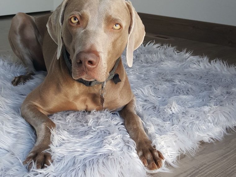 Lits pour chiens en fausse fourrure de Paw.com - Revue de presse ! - img