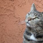 Défi de l&rsquo;été 2019 pour les blogs
