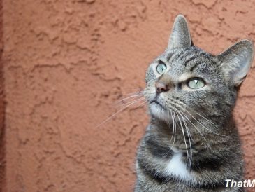 Meilleur régime alimentaire pour un chat atteint d'une maladie rénale - img