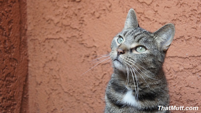 Meilleur régime alimentaire pour un chat atteint d'une maladie rénale - img