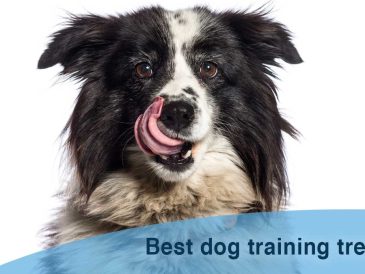 Meilleures friandises pour le dressage des chiens - img