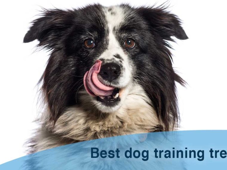 Meilleures friandises pour le dressage des chiens - img