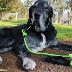 Comment habituer mon chien à une nouvelle routine – Baby Prep
