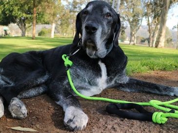 Mighty Paw Rope Leash Review - img