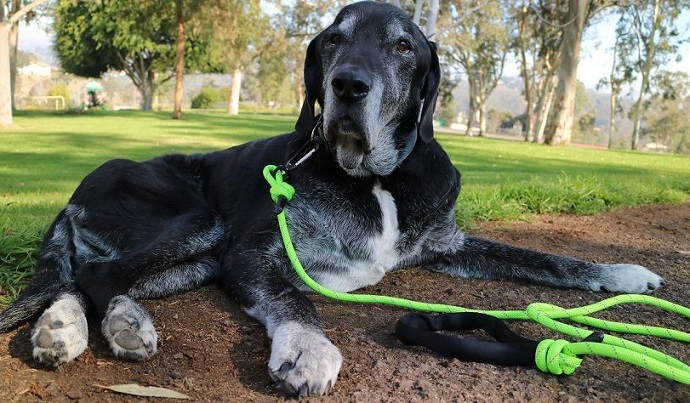 Mighty Paw Rope Leash Review - img
