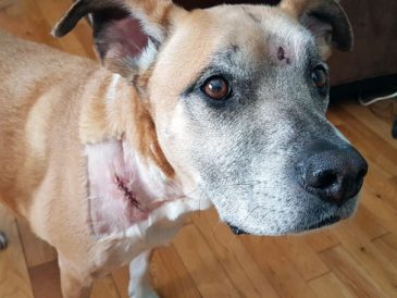 Mon chien a frôlé un coyote - img