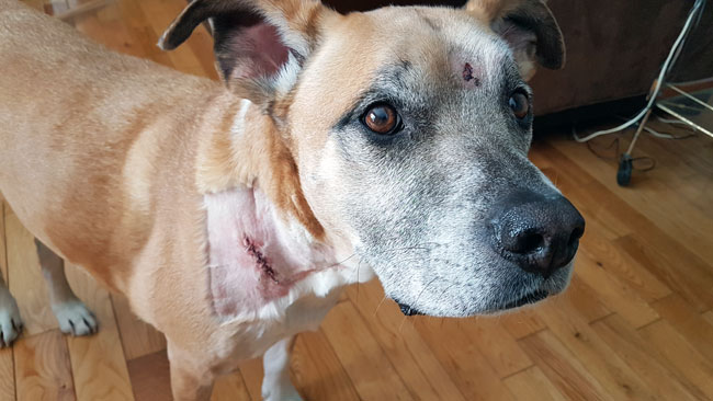 Mon chien a frôlé un coyote - img