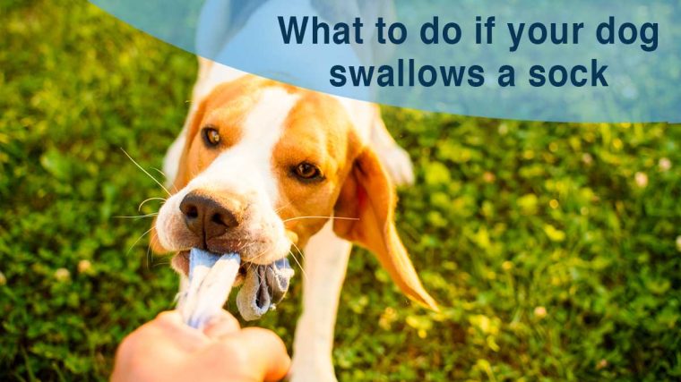 Mon chien a mangé une chaussette, que dois-je faire ? - img