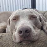 Dans les coulisses du nettoyage dentaire de mon chien