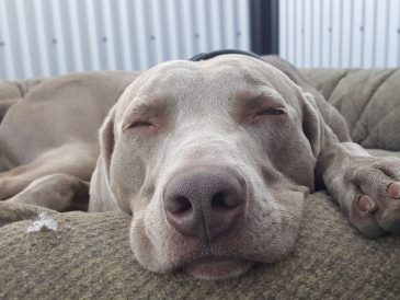 Mon chien a-t-il besoin d'un jour de repos ? - img