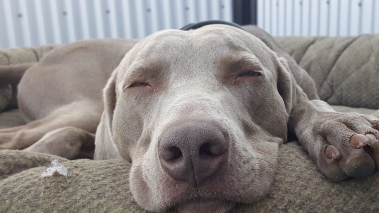 Mon chien a-t-il besoin d'un jour de repos ? - img