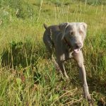 Les bienfaits des sardines pour les chiens