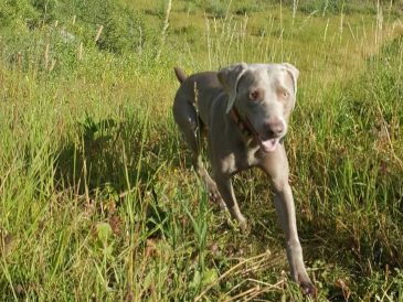 Mon chien a-t-il besoin d'une prévention contre les puces en hiver ? - img
