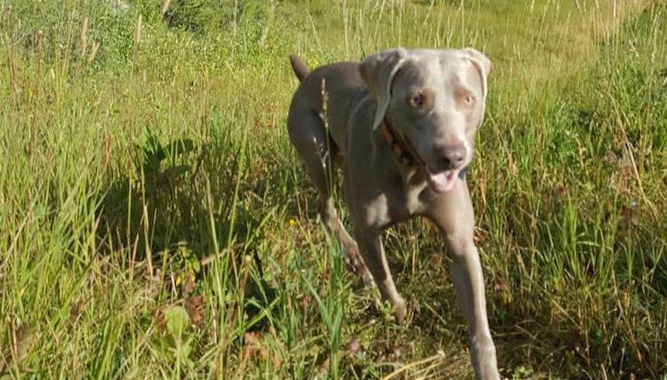 Mon chien a-t-il besoin d'une prévention contre les puces en hiver ? - img