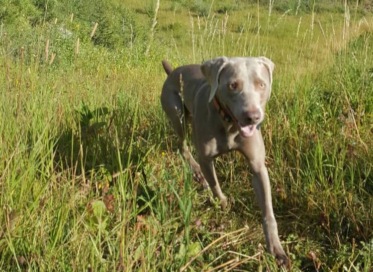 Mon chien a-t-il besoin d'une prévention contre les puces en hiver ? - img