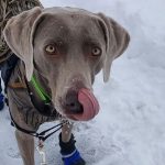 Test de la fontaine à eau Drinkwell de PetSafe + cadeau !