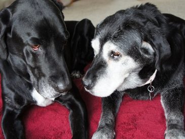Ne soyez pas désolé pour mon vieux chien - img