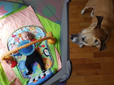 Nos meilleurs choix d'équipement pour les bébés et les chiens ! - img