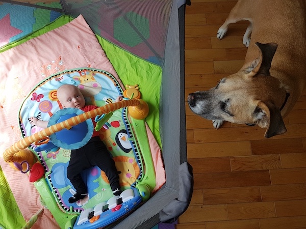 Nos meilleurs choix d'équipement pour les bébés et les chiens ! - img