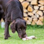 Comment introduire un deuxième chien en toute sécurité – Caisses et barrières