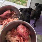 Campfire Natural Dog Treats : test et cadeau