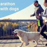 Les meilleures races de chiens pour les fermes