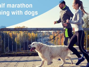 Peut-on courir un semi-marathon avec son chien ? - img