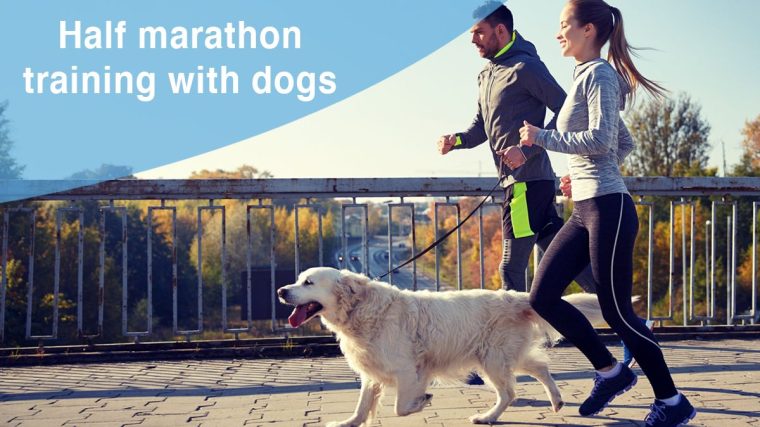 Peut-on courir un semi-marathon avec son chien ? - img