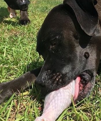 Peut-on donner de la nourriture crue à un chien atteint d'un cancer ? - img