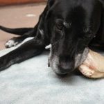 Nos meilleurs choix d&rsquo;équipement pour les bébés et les chiens !