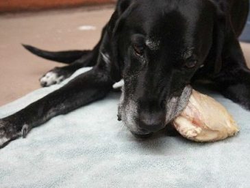 Pourquoi je nourris mes chiens avec une alimentation crue - img
