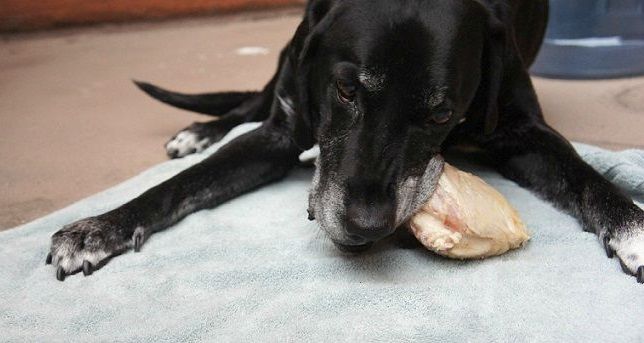 Pourquoi je nourris mes chiens avec une alimentation crue - img