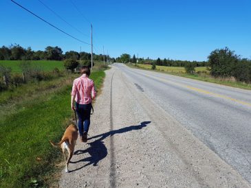 Pourquoi la cohérence est importante dans le dressage des chiens - img