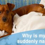 Lits orthopédiques en mousse à mémoire de forme pour chiens – Revue et cadeau !