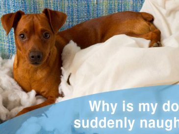 Pourquoi mon chien est-il soudainement méchant ? - img