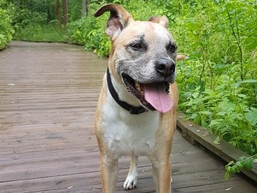 Pourquoi mon chien refuse-t-il de marcher avec d'autres personnes ? - img