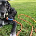 Muttluks Dog Boots Review – Quelles sont les meilleures bottes pour chien ? [2022]