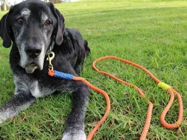 Pourquoi ne pas répéter les ordres à votre chien ? - img