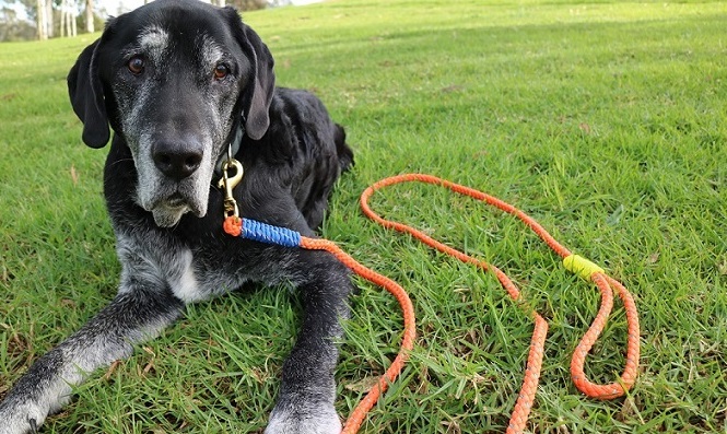 Pourquoi ne pas répéter les ordres à votre chien ? - img