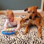 Shed Defender – Onesie pour chien pour contrôler la perte de poils ou remplacer le collier à cônes
