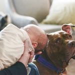 Qu&rsquo;est-ce que les tripes vertes crues pour les chiens ? Quels sont les avantages des tripes vertes ?