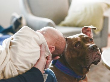 Préparer vos animaux de compagnie à l'arrivée de votre bébé - Q&R avec Yellow Brick Home - img