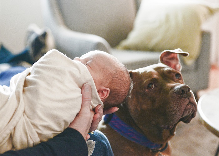 Préparer vos animaux de compagnie à l'arrivée de votre bébé - Q&R avec Yellow Brick Home - img
