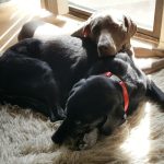 Où acheter de la viande d&rsquo;organe pour l&rsquo;alimentation crue des chiens ?