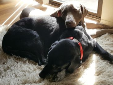 Quand mon chiot a dit au revoir à mon vieux chien - img
