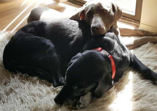 Quand mon chiot a dit au revoir à mon vieux chien - img
