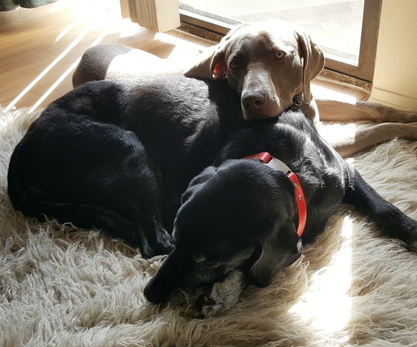 Quand mon chiot a dit au revoir à mon vieux chien - img