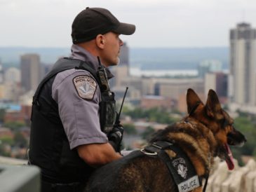 Que font les chiens policiers ? - img