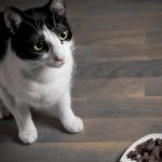 Joyeux cinquième jour de fête, Baxter !